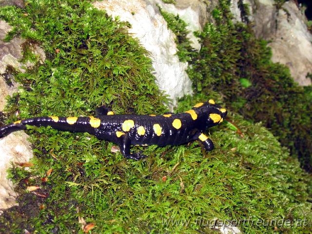 kobarid_001.jpg