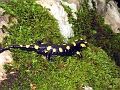 kobarid_001