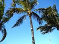 la_palma_016