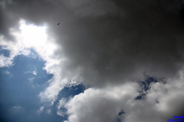 vergleichsfliegen_031.jpg