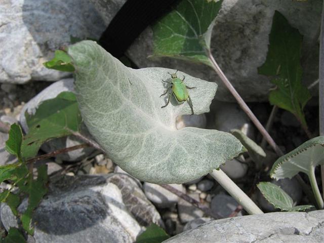 kobarid_096.jpg