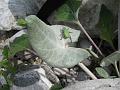 kobarid_096