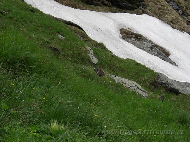 glockner_viper_04.JPG