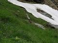 glockner_viper_04