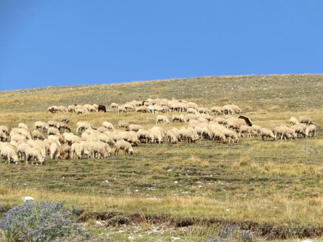 castelluccio_070.jpg