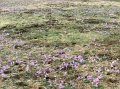 castelluccio_029